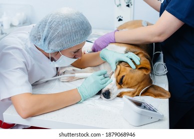 A Beautiful Thoroughbred Dog Is Given Dental Cleaning And Dental Procedures In A Modern Veterinary Clinic