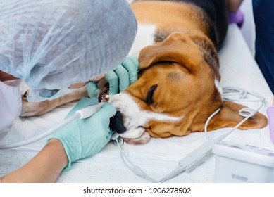 A Beautiful Thoroughbred Dog Is Given Dental Cleaning And Dental Procedures In A Modern Veterinary Clinic