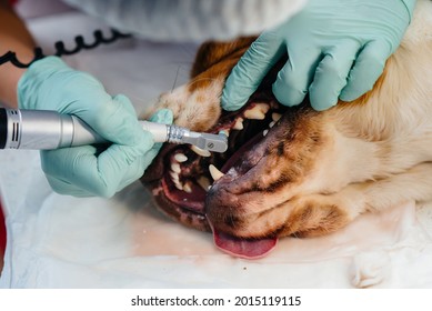 A Beautiful Thoroughbred Dog Is Given Dental Cleaning And Dental Procedures In A Modern Veterinary Clinic