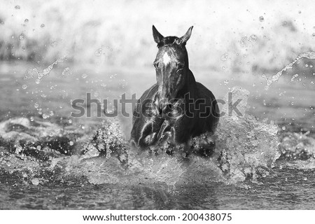 beautiful thoroughbred horse swims  in  water lake 