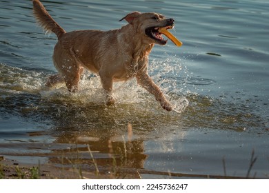 Beautiful thoroughbred labrador retriever plays in the river in summer. - Shutterstock ID 2245736247