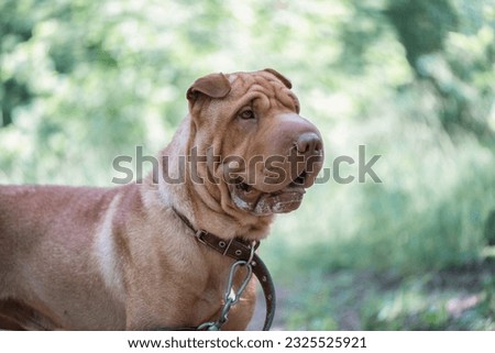 Beautiful thoroughbred Shar Pei on a walk in the summer forest.
