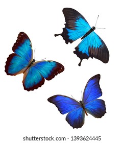 Beautiful Three Blue Butterflies Isolated Stock Photo 1393624445 ...