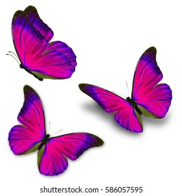 Purple Butterfly Isolated On White Background Stock Photo (edit Now 