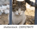 Beautiful three colored gray, white and red homeless cat on street. Cat sits on the ground, looks through the metal fence ahead. Closeup photography. Front view. She has huge emerald eyes