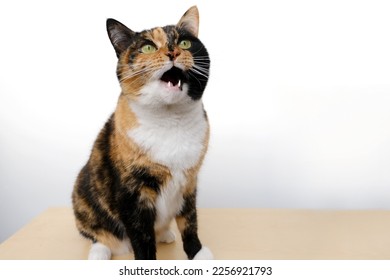 beautiful three colors adult domestic tortoiseshell cat with white breast sitting on light table on white background, looks, mouth open in surprise, concept love for animals, keeping four-legged pets