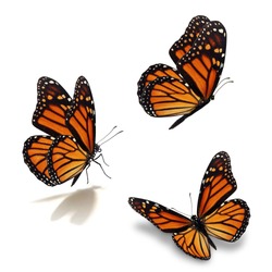 Piękny Motyl Trzy Monarchy, Izolowane Na Białym Tle