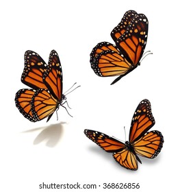 Beautiful three monarch butterfly, isolated on white background - Shutterstock ID 368626856