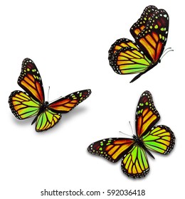 Beautiful Three Monarch Butterfly Isolated On Stock Photo 592036418 ...