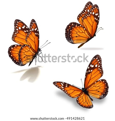 Beautiful three monarch butterfly, isolated on white background