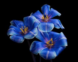 Beautiful Three Multicolor Tulips With Stem Isolated On Black Background, White, Blue, Purple Colors, Yellow Pollen, Stamen And Pistil. Elegant Bouquet, Studio Close-up Photography.