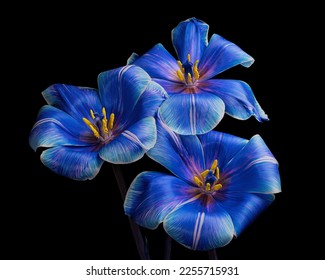 Beautiful three multicolor tulips with stem isolated on black background, white, blue, purple colors, yellow pollen, stamen and pistil. Elegant bouquet, studio close-up photography. - Powered by Shutterstock