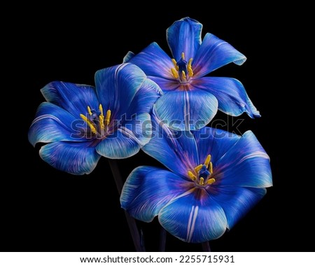 Beautiful three multicolor tulips with stem isolated on black background, white, blue, purple colors, yellow pollen, stamen and pistil. Elegant bouquet, studio close-up photography.