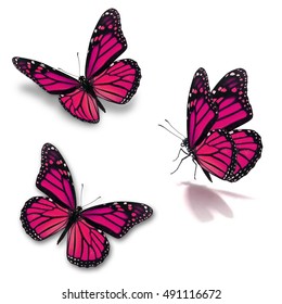 Beautiful Three Pink Monarch Butterfly Isolated Stock Photo (Edit Now ...