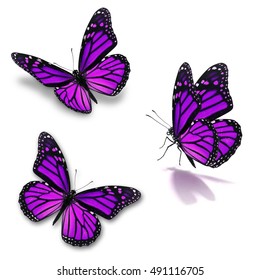 Three Purple Monarch Butterfly Isolated On Stock Photo (Edit Now) 296193041