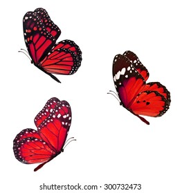 Beautiful Three Red Monarch Butterfly Flying Stock Photo (Edit Now ...