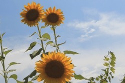 Beautiful Three Sunflowers With Green Leaves Close Up
