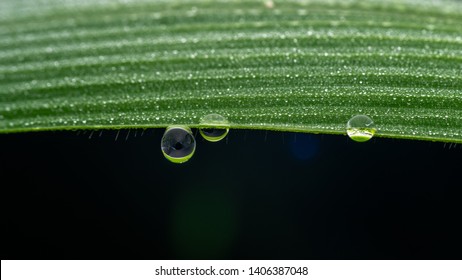 Beautiful Three Water drop on the green grass leaf close up shot macro photography on black background in high definition