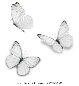 白蝶 の画像 写真素材 ベクター画像 Shutterstock