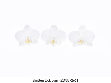 Beautiful Three White Orchid,close Up 