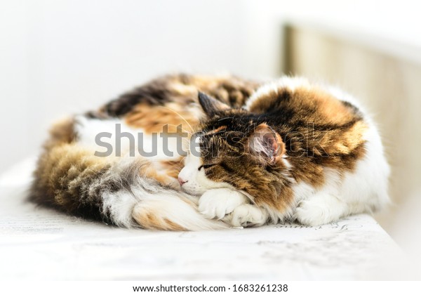 \
A beautiful three-colored cat sleeps on a\
light background, a sleeping cat, a cat sleeps curled up in a ball,\
a fluffy cat sleeps. 