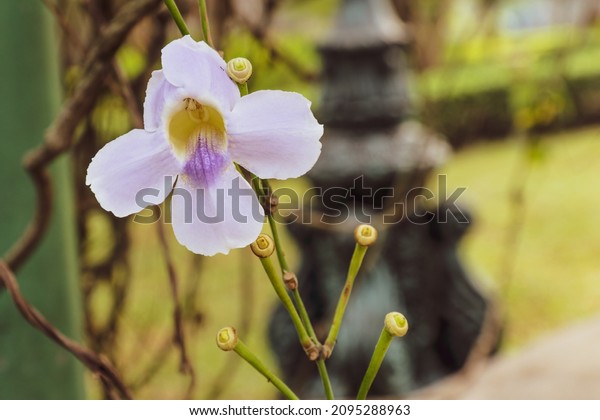 Beautiful\
Thunbergia grandiflora, Thunbergia laurifolia, Blue trumpet vine,\
Bengal Trumpet, clock vine,  blue skyflower, family Acanthaceae.\
blooming in the garden, purple flower\
blossom