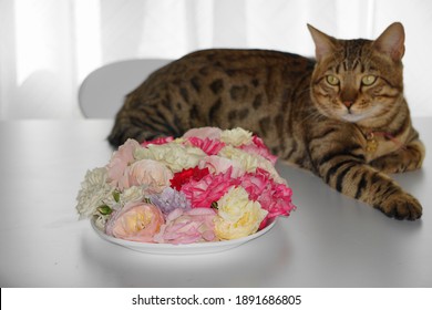 子猫 かわいい Stock Photos Images Photography Shutterstock