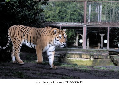 Beautiful Tiger With A Blank Stare