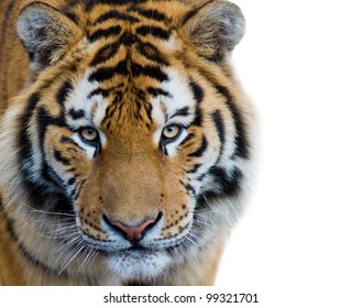 Beautiful tiger cub - isolated on white background