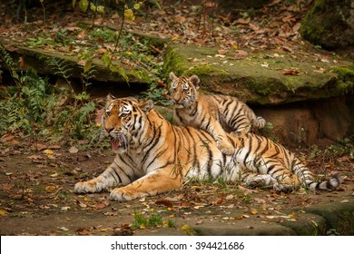 Beautiful tiger family are resting/captive cat in zoo/Nurnberg in Germany