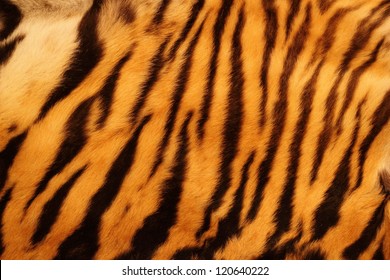 beautiful tiger fur - colorful texture with orange, beige, yellow and black - Shutterstock ID 120640222