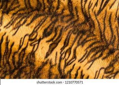 Beautiful Tiger Fur Pattern Texture Background.