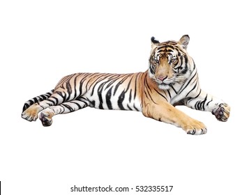 Pair Malayan Tiger Isolated Against White Stock Photo 83959624 ...