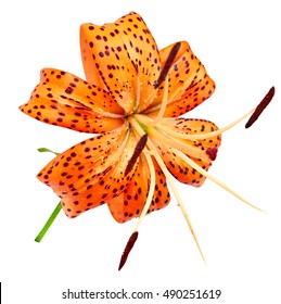 beautiful Tiger Lily isolated on white background