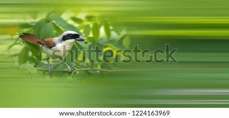 Similar – European Pied Flycatcher