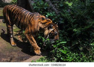 
A beautiful tiger walking among the trees.