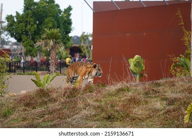 A Beautiful Tiger Walking Around A Zoo Habitat