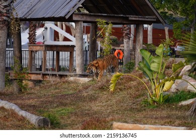 A Beautiful Tiger Walking Around A Zoo Habitat