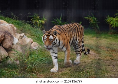 A Beautiful Tiger Walking Around A Zoo Habitat