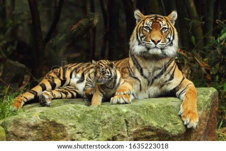 Beautiful Tigers Wildlife Family photography