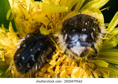 Beautiful tiny beetle sitting on a garden flower