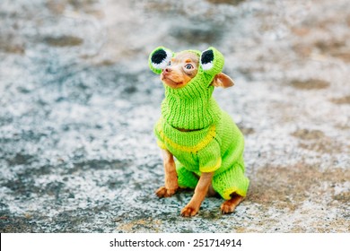Beautiful Tiny Chihuahua Dog Dressed Up In Frog Outfit, Staying Outdoor In Spring