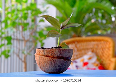 Beautiful Tiny Coconut Shell Planter Pot Container