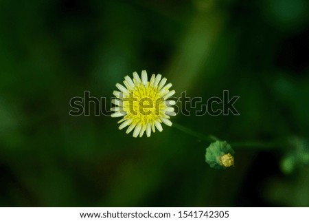 Similar – Foto Bild Herbstblümchen Natur