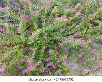 Beautiful Tiny Cuphea Hyssopifolia Kunth Flowers Stock Photo 1475673728 ...