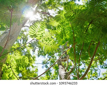 Beautiful tiny leaves of Flame Tree, Delonix regia, Royal Poinciana, or Flamboyant against bright natural sunlight in the warm afternoon