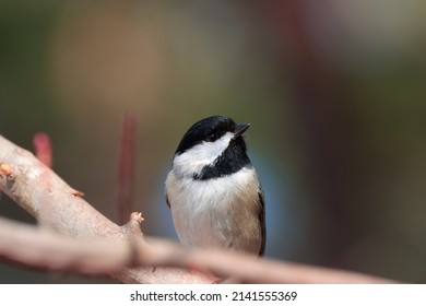 Beautiful tiny songbird Carolina chickadee feathers beak white underparts gray wings black capped dark bib perched on brown branches in tree attractive background 