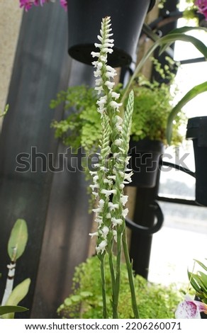 Beautiful tiny white color of Spiranthes Odorata 'Chadds Ford' orchids