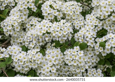 Beautiful, tiny, white flower clusters on a bridal wreath spirea bush, Spiraea prunifolia, in the Rose family, in full bloom on a May spring day in Taylors Falls, Minnesota USA.