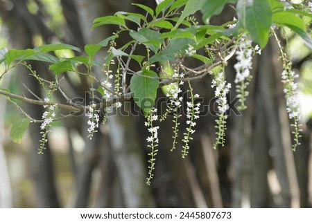 Beautiful tiny white flowers, Florida fiddlewood, Spiny fiddlewood, Citharexylum spinosum